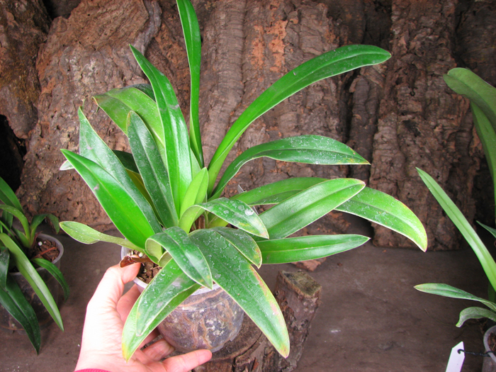 Phragmipedium kovachii x wallisii.jpg