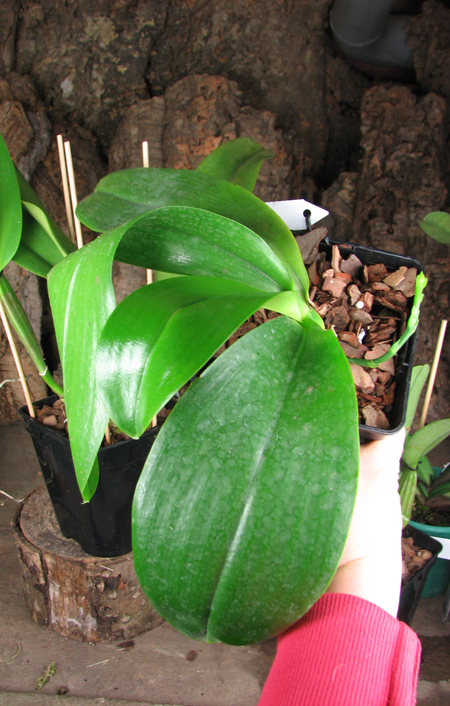 Phalaenopsis lueddemanniana.jpg