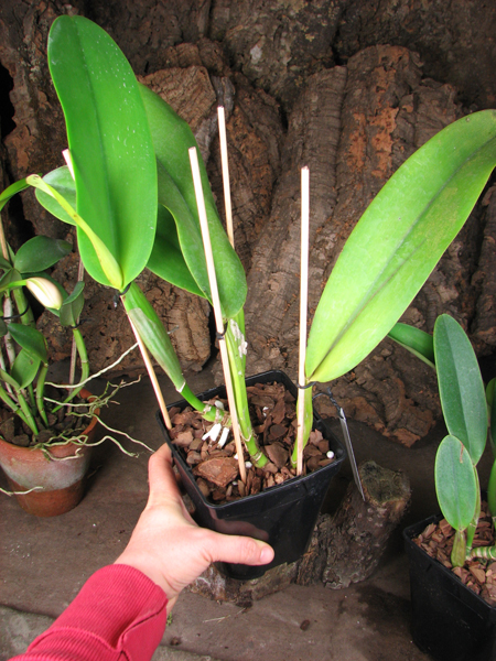 Cattleya warneri semi alba 'Pedra Azul' x Cattleya warneri semi alba 'Nr 1'.jpg