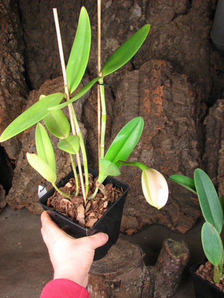 Cattleya harrisoniana clara 'Formosinha' x Cattleya harrisoniana escura 'Cheung's Delight'.jpg