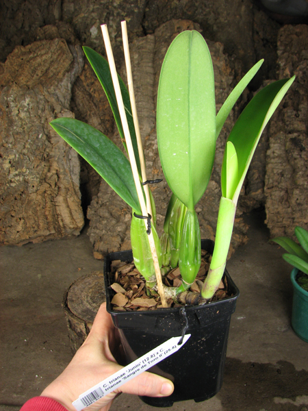 Cattleya trianae 'Junio' (12-8) x Cattleya trianae 'Sangre de Toro II' (25-8).jpg