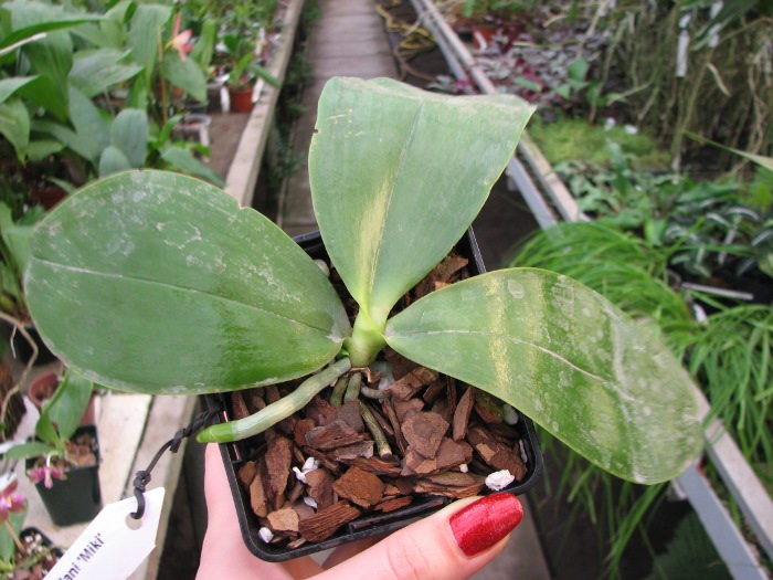 Phalaenopsis Princess Kaiulani 'Miki'.JPG