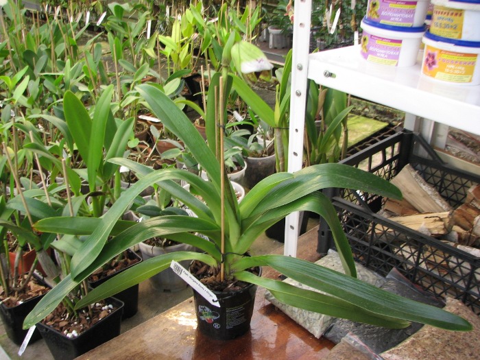 Paphiopedilum Morgana Spots x Mingo.JPG