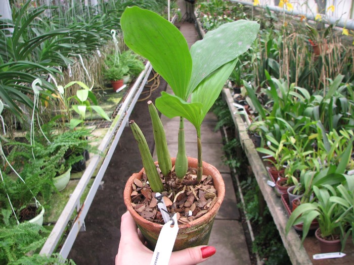 Coelogyne rochussenii.JPG