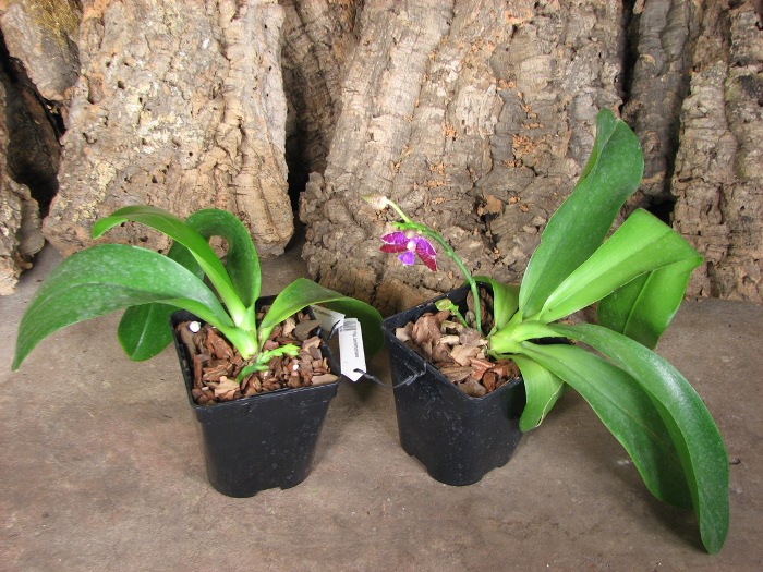 Phalaenopsis lueddemanniana.JPG