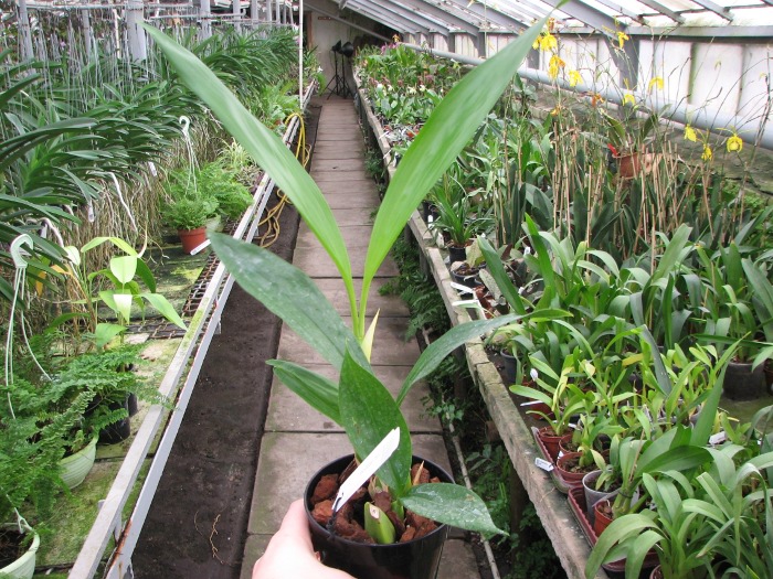 Coelogyne pandurata.JPG