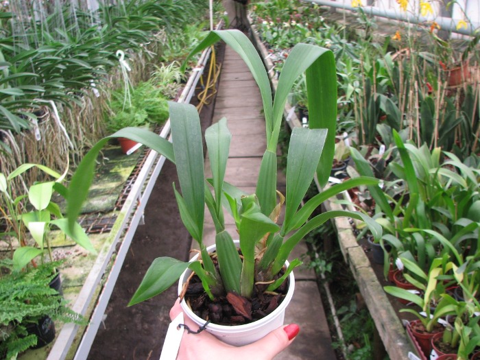 Brassia verrucosa.JPG