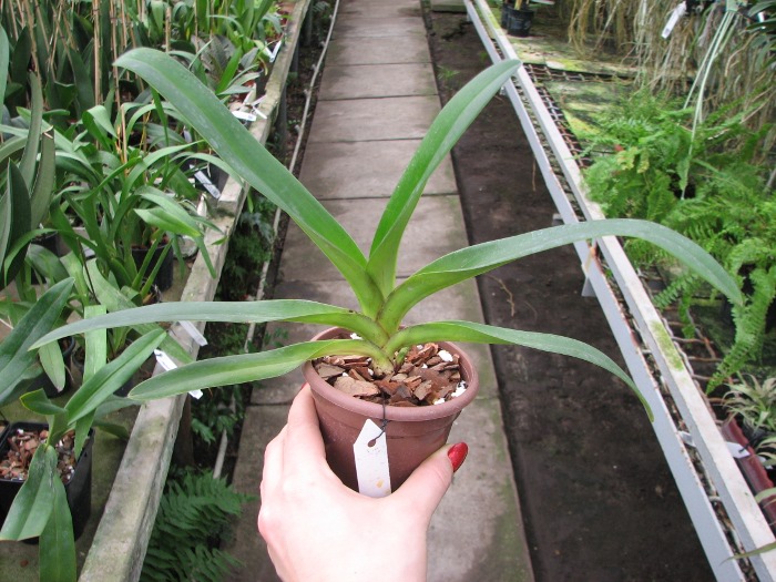 Paphiopedilum druryi.JPG