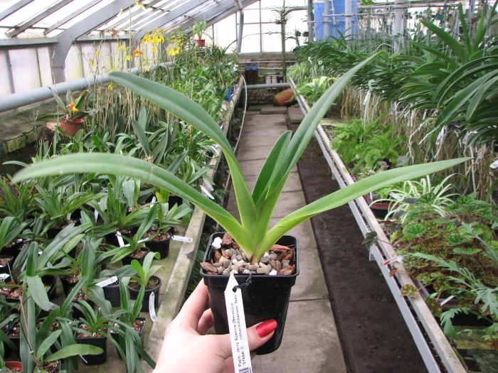 Paphiopedilum Jerry Spence (Berenice '3759A' х rothschildianum 'Nan').JPG