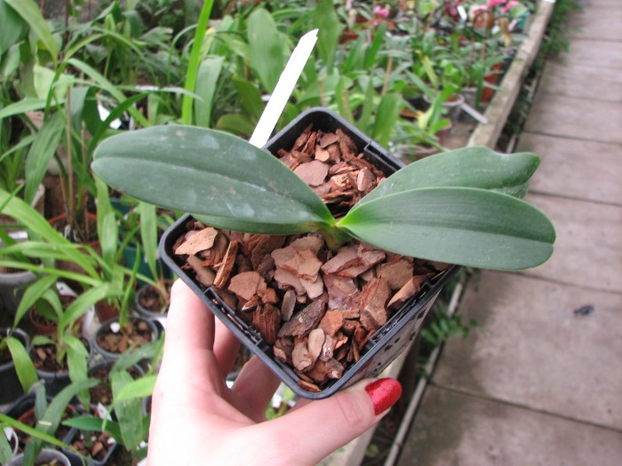 Sedirea japonica.JPG