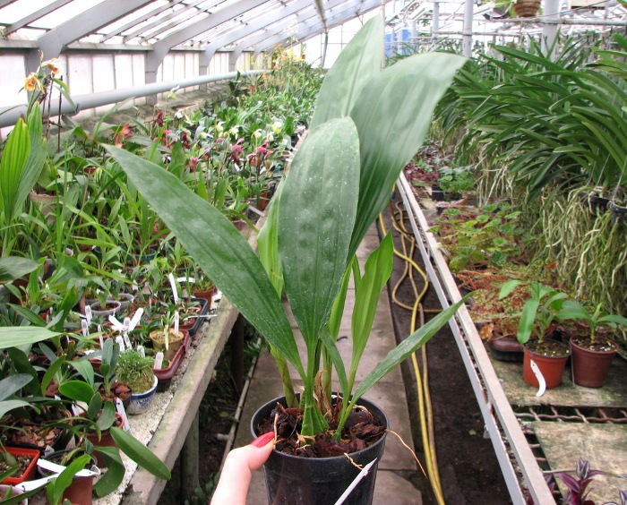 Gongora cassidea.JPG
