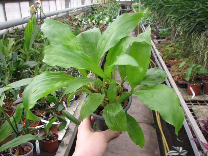Gongora odoratissima.JPG