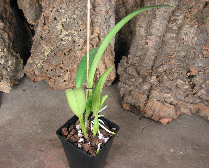 Cattleya quadricolor coerulea (rosado diferente) x self.JPG