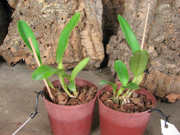 Laelia crispa flamea 'Baronesa' x self.JPG