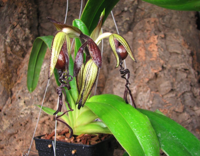 Paphiopedilum sanderianum 'Hsiao' x sibling 'Shin-Yi'.JPG