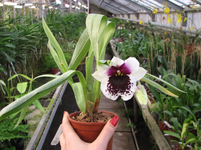 Miltoniopsis Robert Jackson 'Wild Thing'.JPG