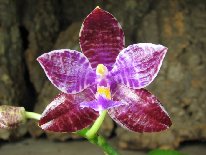 Phalaenopsis lueddemanniana.JPG
