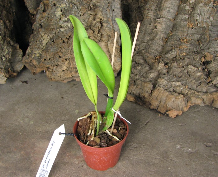 Brassolaeliocattleya Dr Joe Walker 'Ray Mishima'.JPG