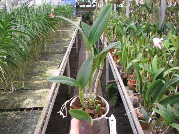 (Brassavola digbyana x Rhyncholaeliocattleya Young Kong) 'ORCHIS'.JPG