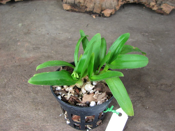 Dendrobium peguanum.JPG