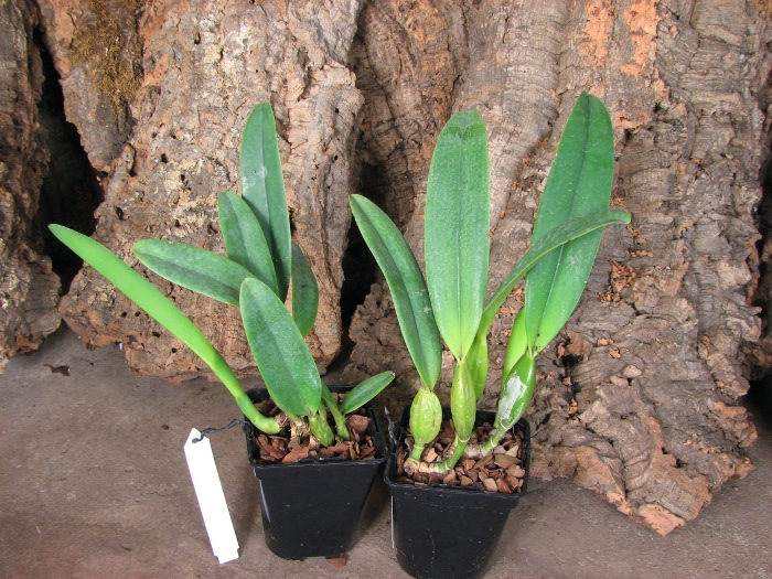 Cattleya percivaliana tipo XXX x Cattleya percivaliana 'Summit - Mutante'.JPG