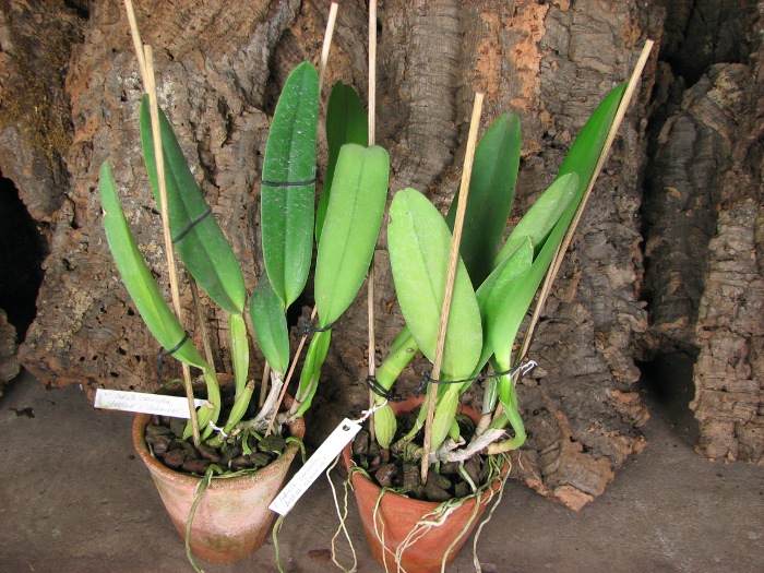 Cattleya labiata coerulea 'Bastiao' x Cattleya labiata coerulea 'Lourival'.JPG