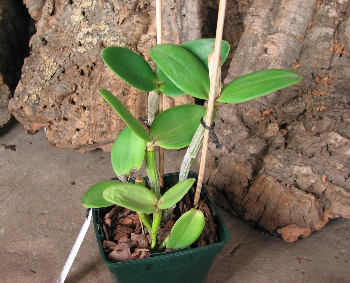 Cattleya intermedia var. amethystina.JPG