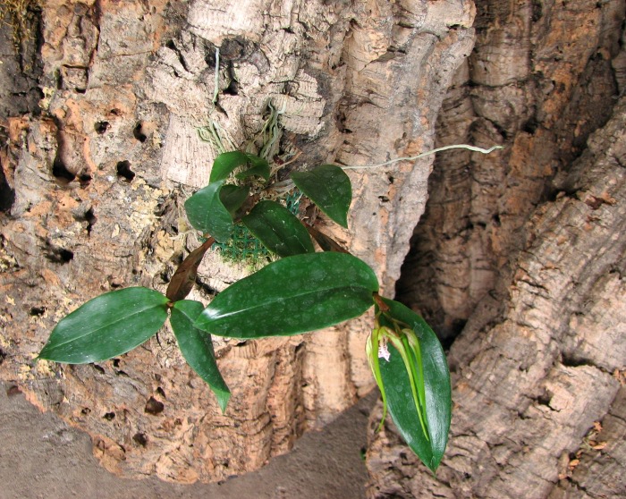 Dendrobium tetragonum gigantea.JPG