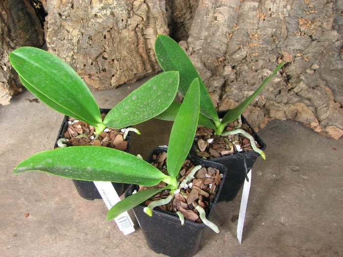 Phalaenopsis Natasha 'Aiko'.JPG