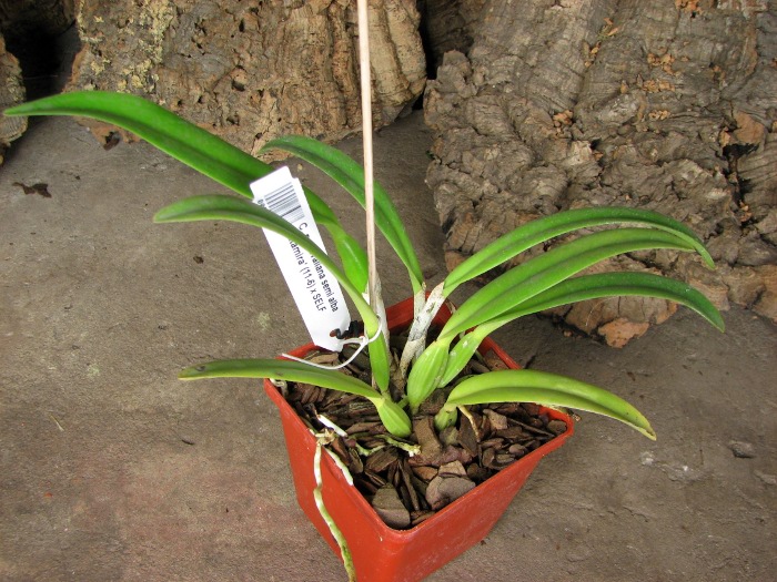 Cattleya percivaliana semi alba 'Altamira' (11-6) x SELF.JPG