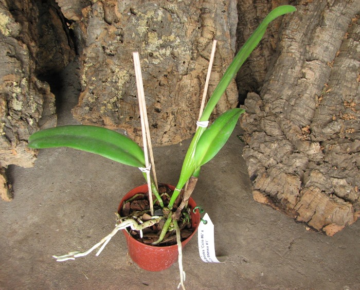 Brassolaeliocattleya Dickie Brooks 'Cole #6' x Brassolaeliocattleya Chia Lin 'Shinsu #1'.JPG