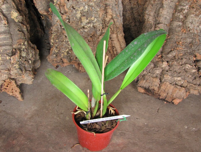 Potinara (Brassolaeliocattleya Toshie Aoki x Sophrolaeliocattleya Final Touch 'Mendenhall').JPG