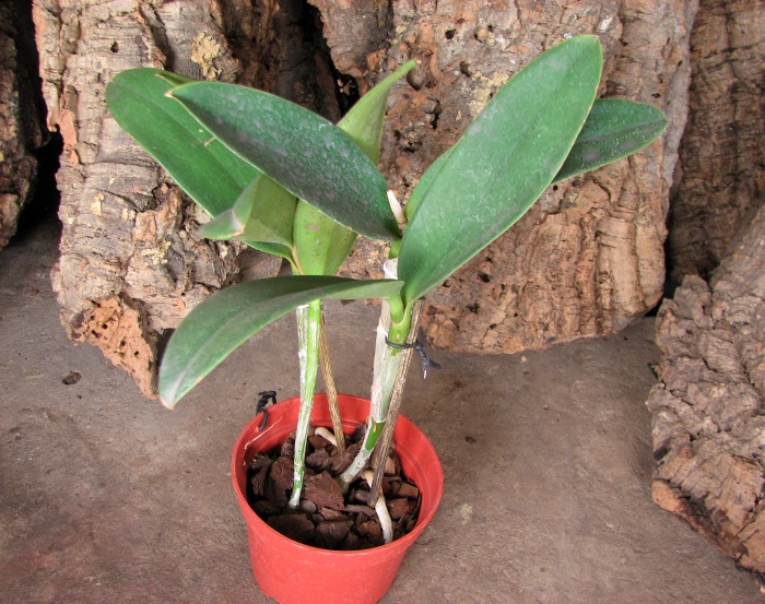 Cattleya Korat Spot.JPG