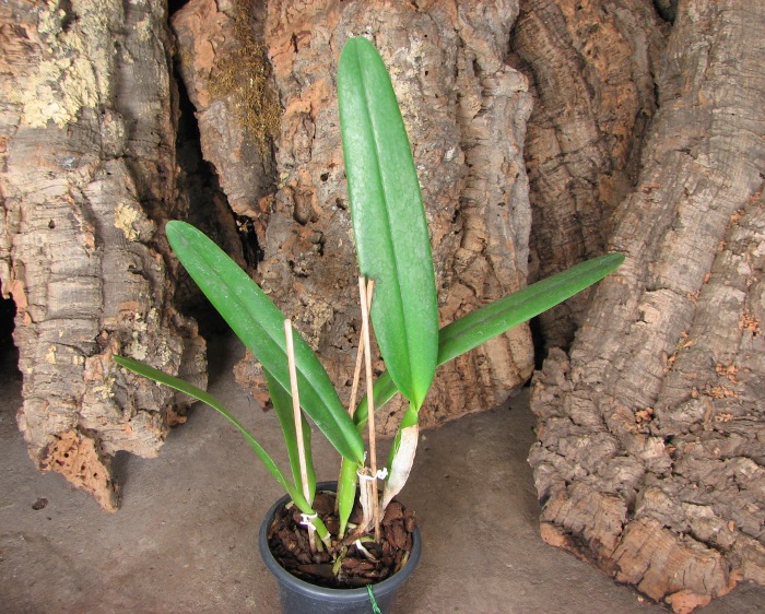Laeliocattleya Bella var rubra.JPG
