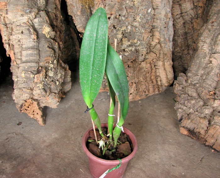 Brassolaeliocattleya Owen Holmes 'Newberry'.JPG
