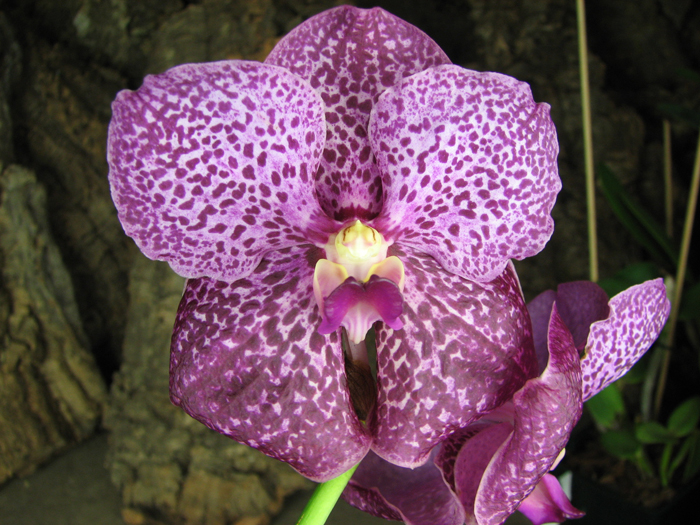 Vanda Patcharee Delight 'Red Spot'.jpg