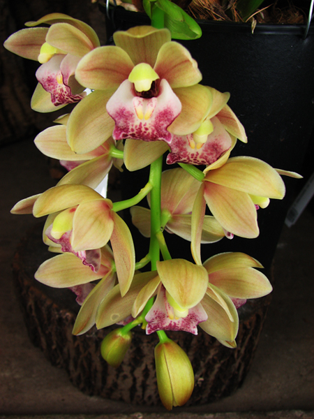 Cymbidium Cascade 'Spring Wind'.jpg