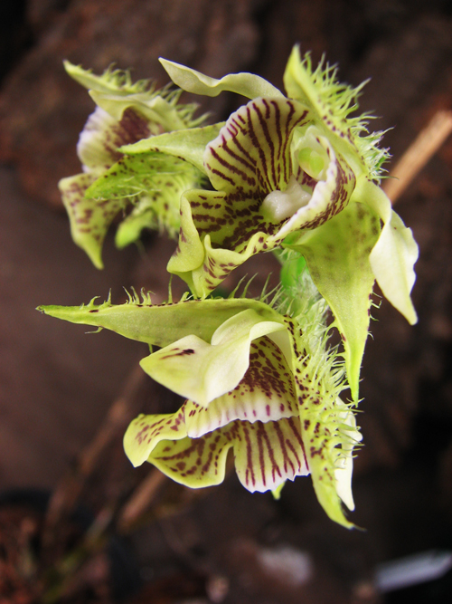 Dendrobium setigerum.jpg