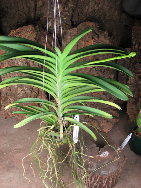 Vanda Somsri Pink x Vanda Golamcos Blue Magic.jpg