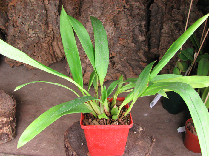 Maxillaria Sangai (Maxillaria pulla x Maxillaria striata).jpg