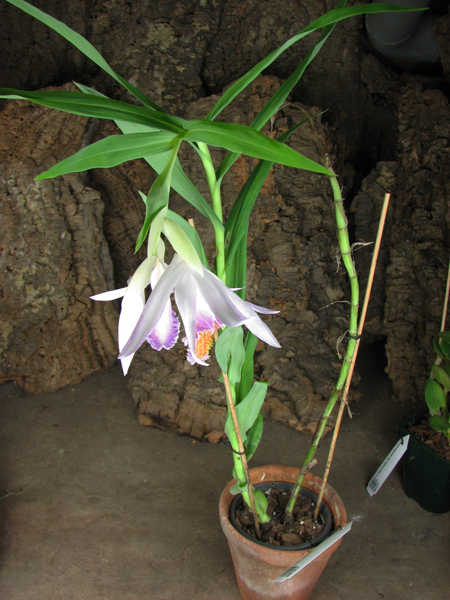 Thunia venosa.jpg