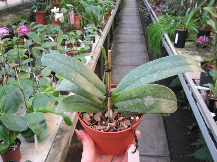 Doritaenopsis Taisuco Micky.JPG