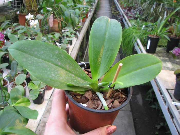 Phalaenopsis Chienlung Red King (Ld's Bear King x pulchra).JPG