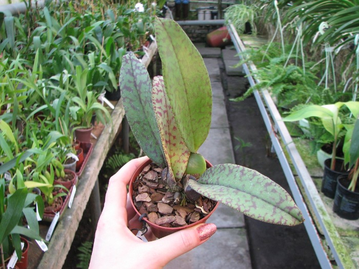Psychopsis Mendenhall 'Hildos'.JPG
