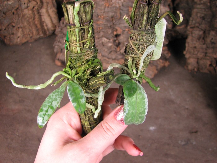 Phalaenopsis lindenii.JPG