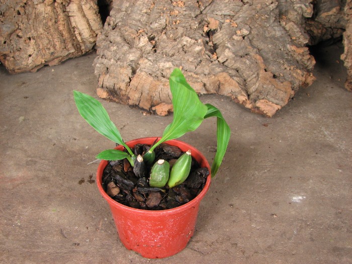 Lycaste aromatica.JPG