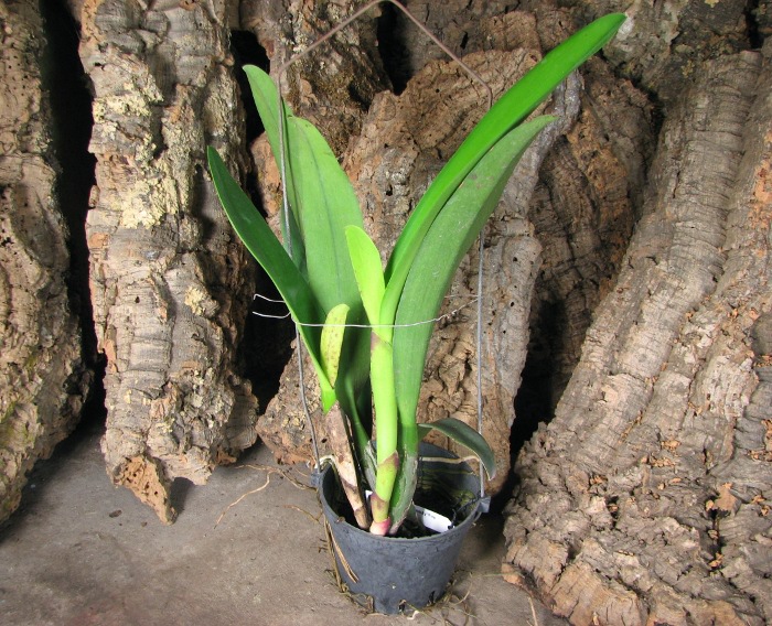 Brassolaeliocattleya Chinese Beauty 'Fire Phoenix'.JPG