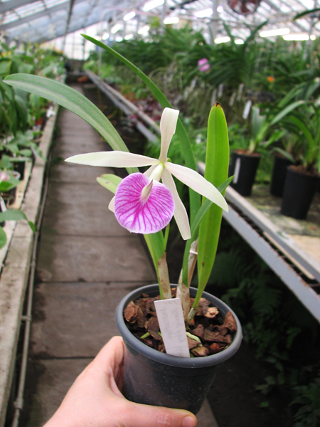 Brassolaelia Morning Glory 'Valentine Kiss'.jpg