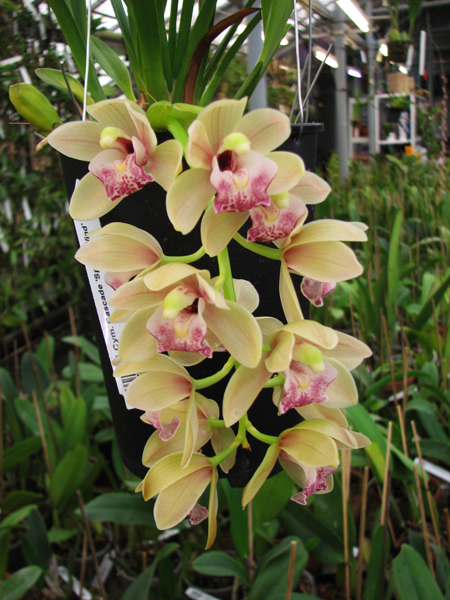 Cymbidium Cascade 'Spring Wind'.jpg