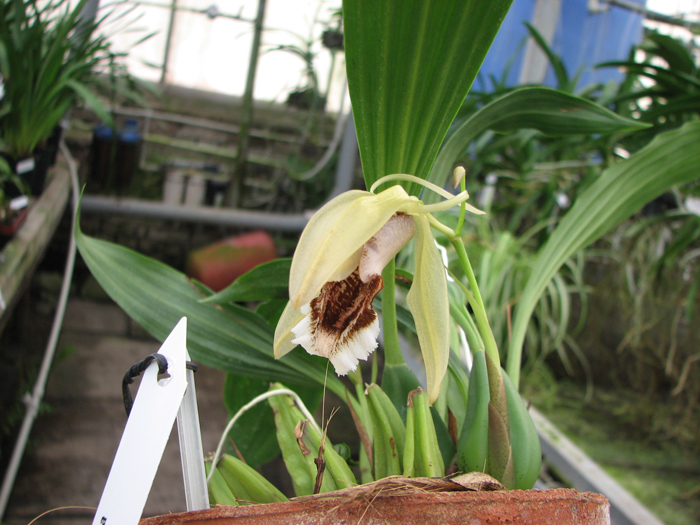 Coelogyne speciosa.jpg